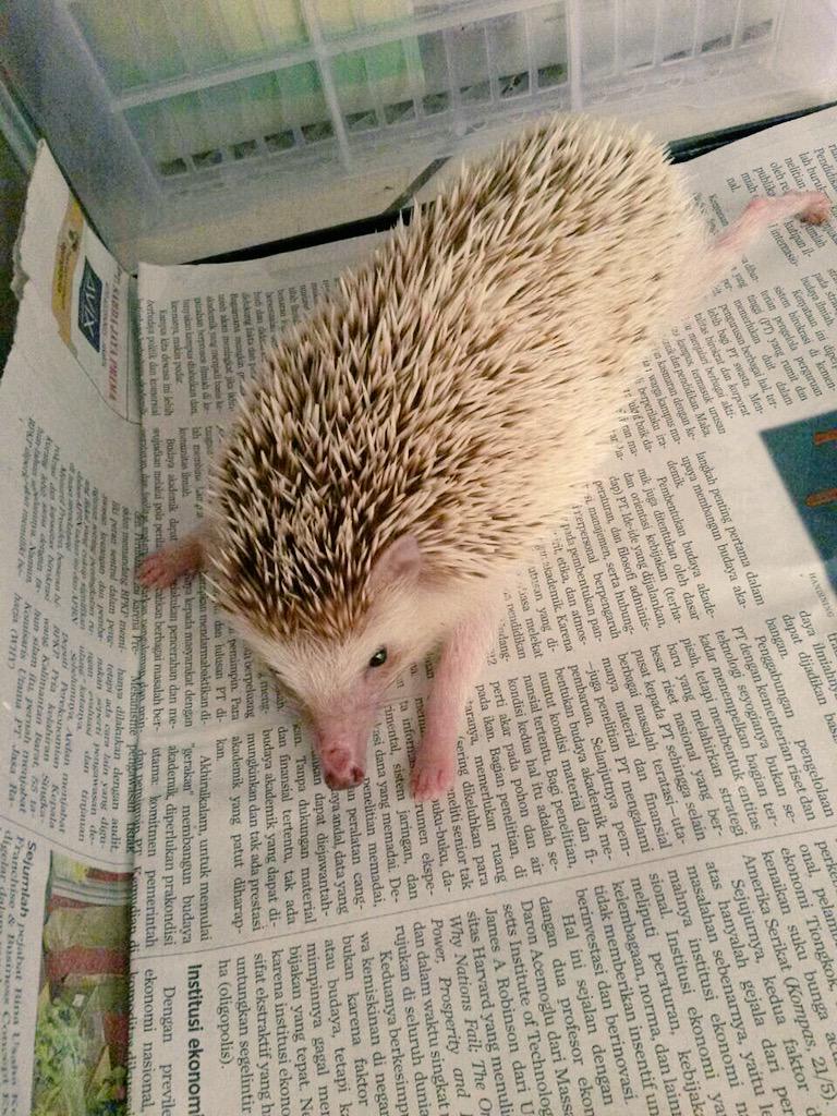 Antara lagi baca koran atau lagi stretching...
😅