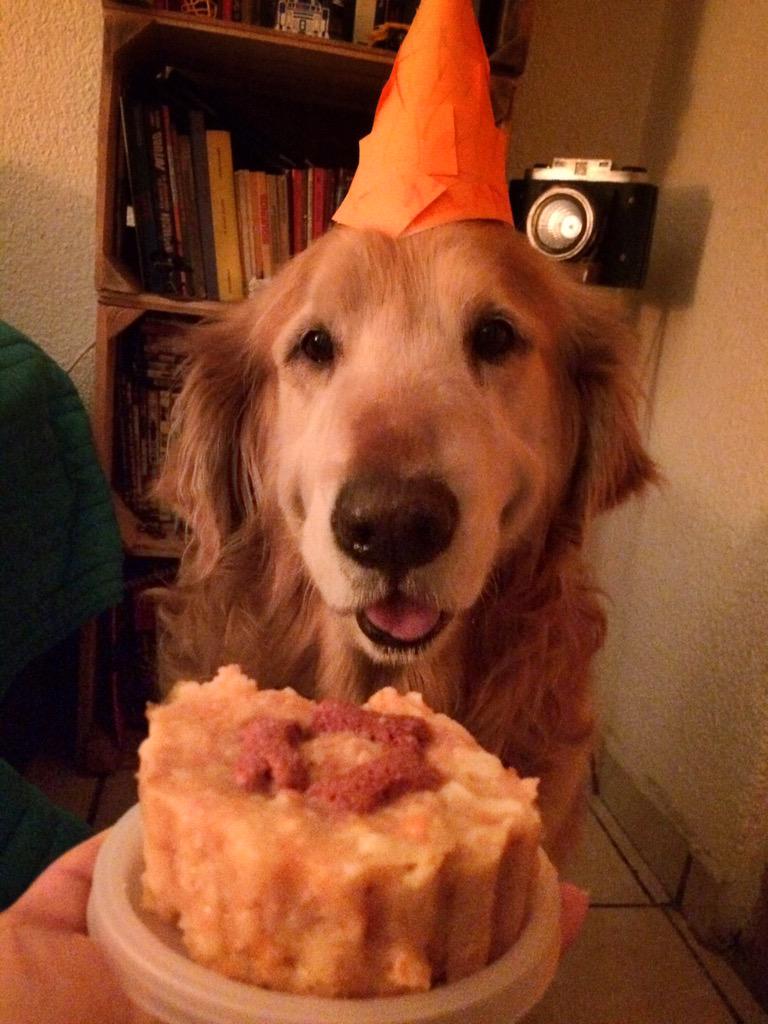 Jana_Rey's tweet photo. El cumpleañero no pudo esperar y mordió antes su pastel @DeliGuau #11años #Perrhijo #Amorinfinito http://t.co/ncwc9WzioD