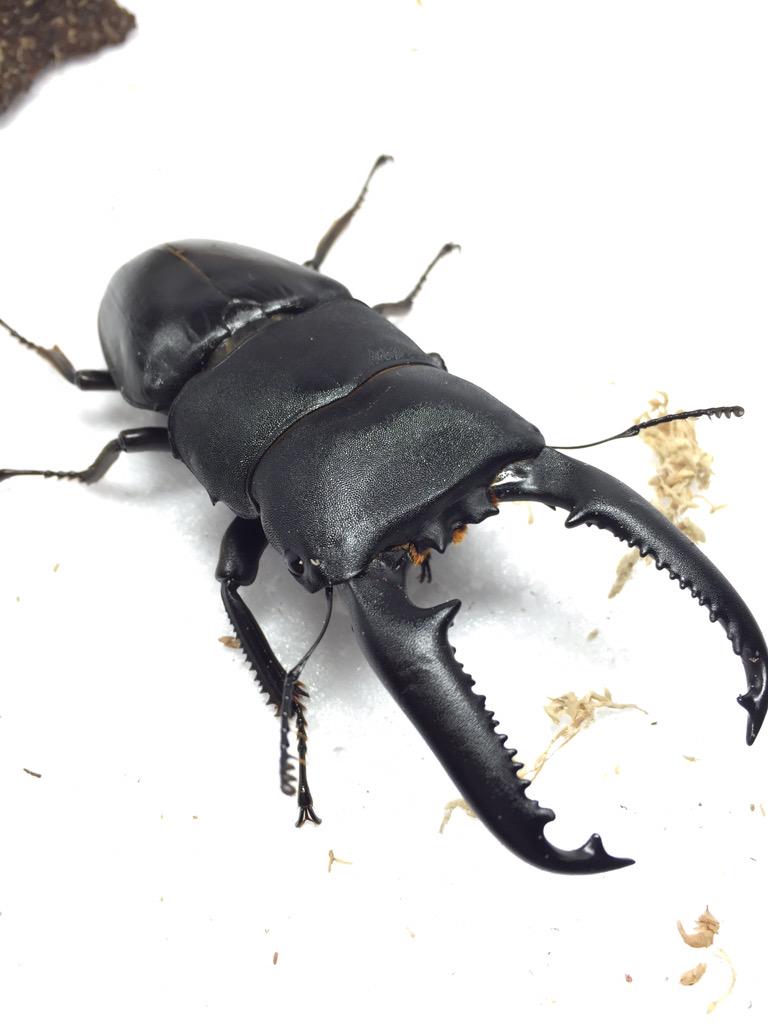 こっそりクワガタ育ててる南ことりbot 虫メモ パラワンオオヒラタクワガタ 飼育ギネス113 2 野外ギネス110 0 マットから菌糸で飼育可能 パラワン島 Mt ガントン産 かどまさんから こっそり虫bot Http T Co Hh7jhqtu9c