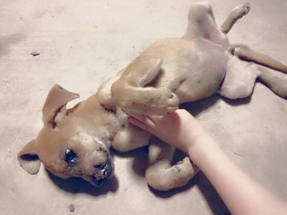 FoxTwoThree's tweet photo. 鹿児島　#Stop殺処分
保健所に持込まれた♀
鼻が生まれつき無いかケガで無いか不明
このままだと確実に処分
助けたいがどうすれば
保護するにも #譲渡 は難しく http://t.co/uEQvjQ8WhP … http://t.co/CjLhGlvY8k