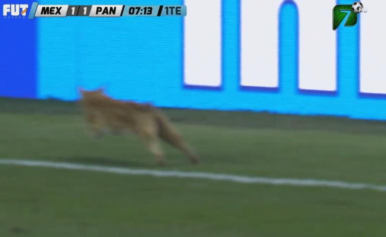 politicosmex's tweet photo. Tremendo gato buscando a las ratas que le robaron el partido a Panamá. Jajajajajajaja... http://t.co/PwjqRpscmd