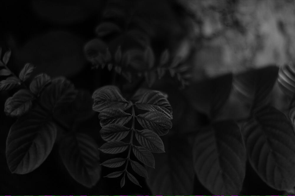 wstdperspective's tweet photo. Constant &amp; Continuous | #wastedperspective #photography #fotografía #wilderness #flora #blackandwhite #myphotography http://t.co/hyydnmSjT9
