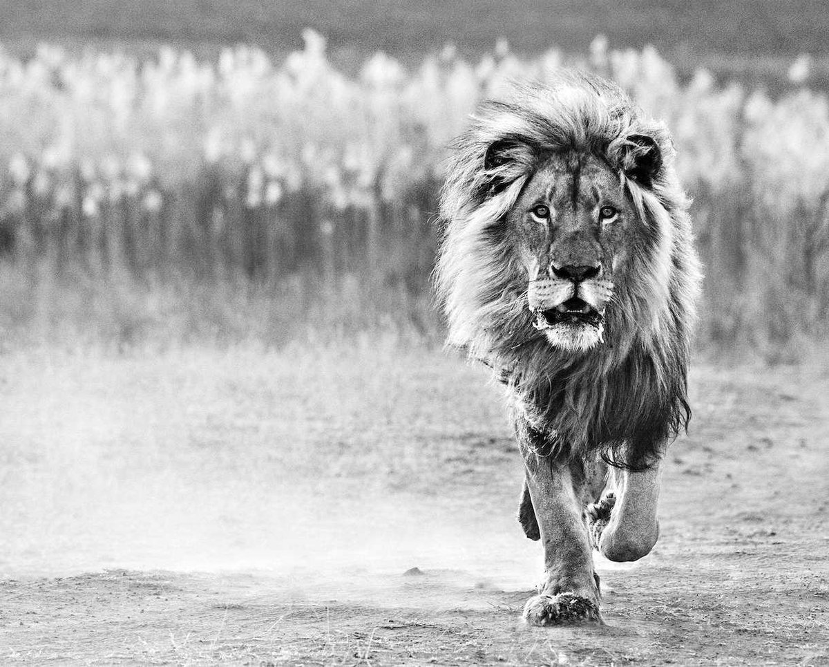 David_Yarrow's tweet photo. What a gorgeous animal. We should be most careful not to lose them from our planet. #conservation #lion #dinokeng http://t.co/8iV35tSLNG