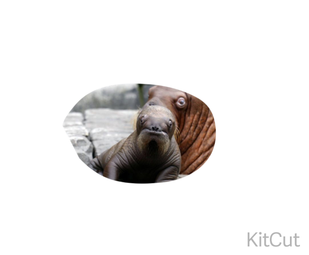 heykuapp's tweet photo. #KitCutApp @KitCutApp http://t.co/bAF4XcxpeR