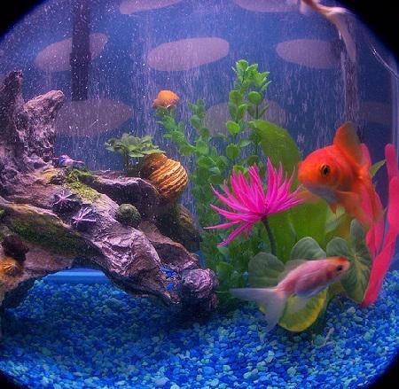 Аквариумные рыбки на т. Сенсорный аквариум для детей. Аквариумные рыбки фото для пазлов. Рыбы аквариум Нино. Дискуссия в формате аквариум.