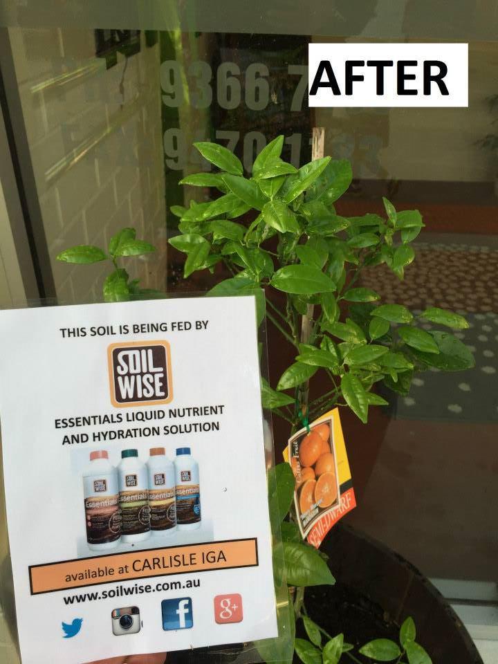 soilwise's tweet photo. Holy Name ELCC's mandarin tree before and after a bit of Essentials Liquid Nutrient for Rose &amp; Citrus love http://t.co/yC0fJmPZEd