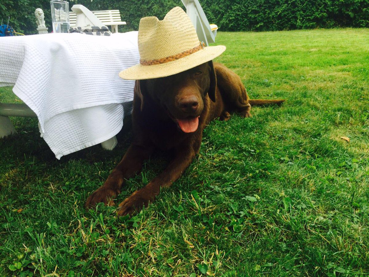 whereisarchie's tweet photo. Today .... happiness is most definately a hat !   I think I actually look rather dashing ! #style #class #dapperdog http://t.co/myeGS0Fh3K