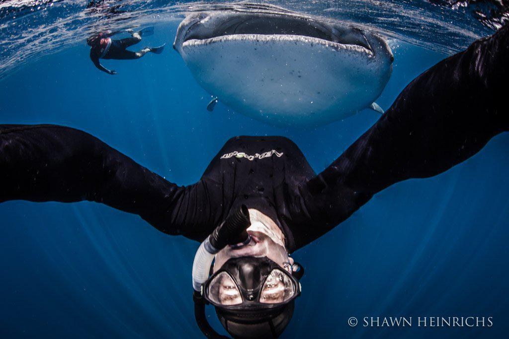 richardbranson's tweet image. Humans do not need to kill sharks. We need more shark sanctuaries &amp;amp; global protections virg.in/kms