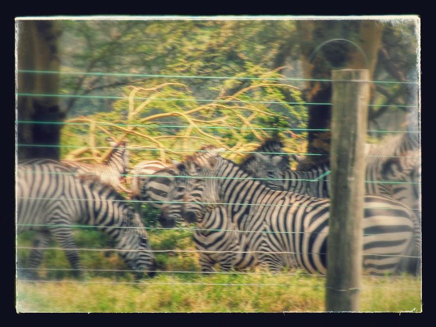 LixnetTech's tweet photo. Nature at its best! #magicalkenya #proudtobekenyan #patriotism on the rise... #obamafever got us like... http://t.co/IGWsmqcuLg