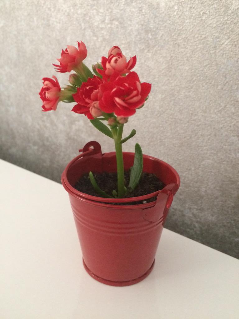 Canlı Minik Çiçekler (@nikahcicegi) on Twitter photo 