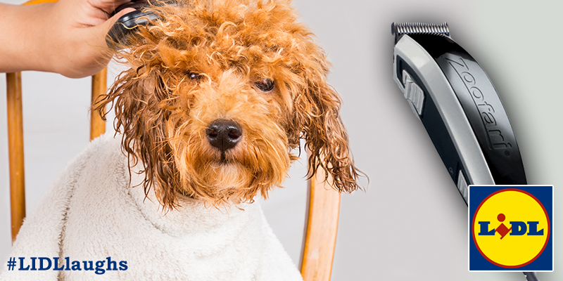 lidl_ireland's tweet photo. This is Ed. We're shearing his hair... probably the closest we'll get to Croker tonight! #EdShearing #LIDLLaughs http://t.co/QlGGTC3day