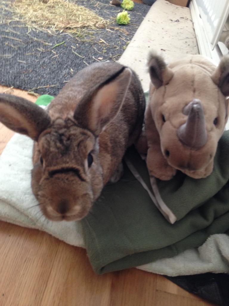 CharlestonBun's tweet photo. New pet Rhino from South Africa #thisisafrica http://t.co/MBuCxRklP3