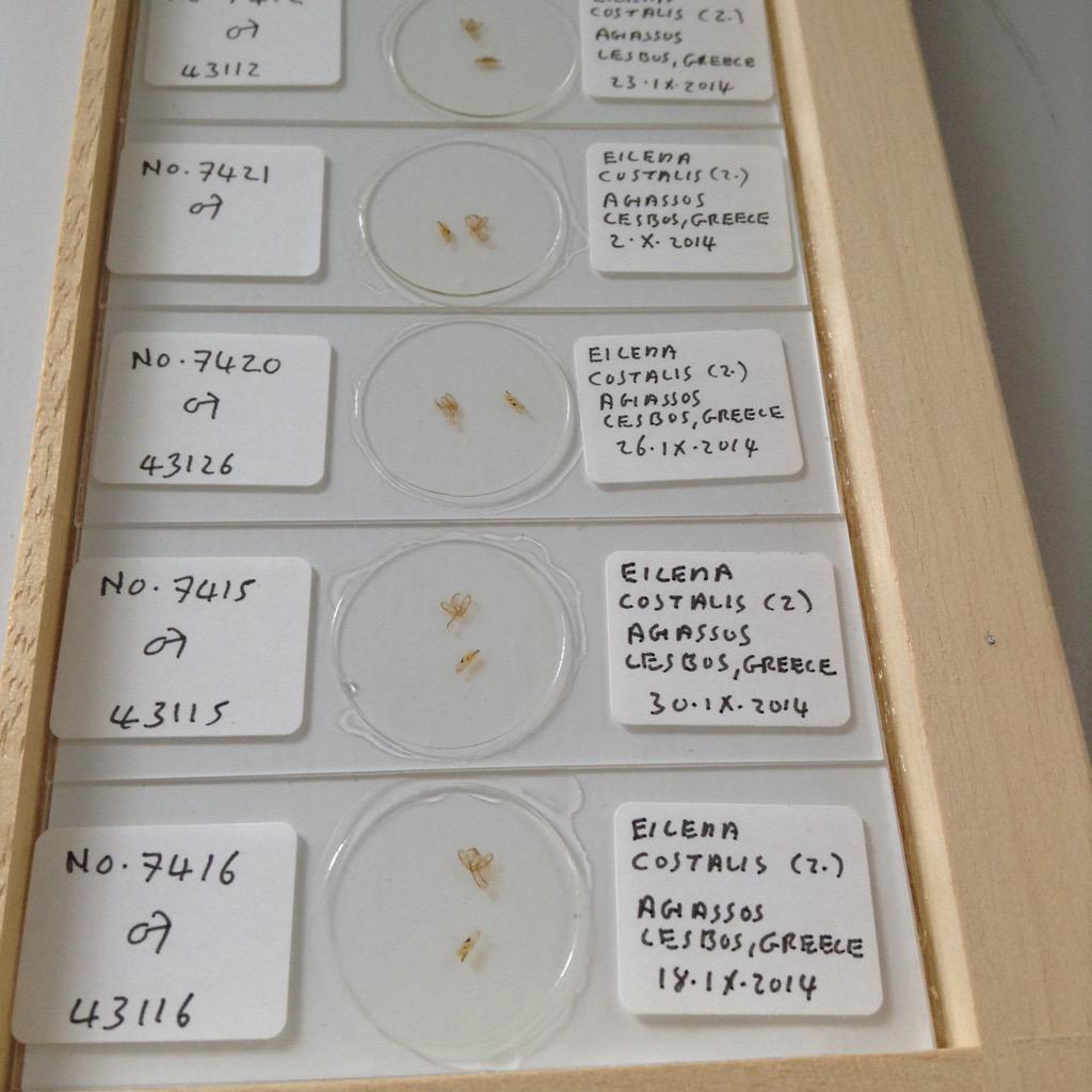 World_Museum's tweet photo. Moths without abdomens - dissections used for identification #slidecollection. #NationalMothWeek #entomology http://t.co/5myL968zSX