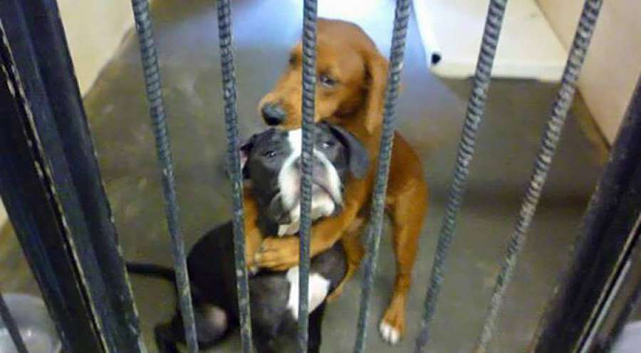 antena3com's tweet photo. Dos perros que iban a ser sacrificados se salvaron gracias a una foto suya abrazados http://t.co/8mprokMBUx @HazteEco http://t.co/C3wxbqnYBr