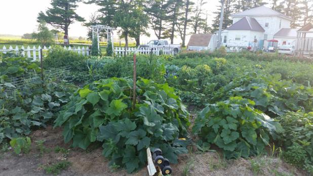 FunOnFarm's tweet photo. The garden looks great made our first batch of pickles yum.#funonfarm http://t.co/fQX1mwTwIO