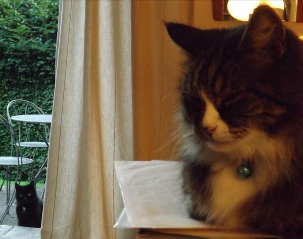 MYSADCAT's tweet image. My cat is sad because my other cat is feeling hollow and alone, after a life of inveterate womanising.