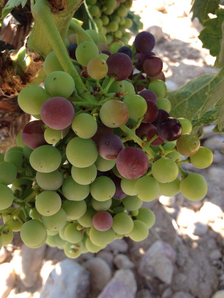 b_gomez_cruzado's tweet photo. Comienza el #envero en #Rioja Alta y Alavesa. Cuenta atrás para la #vendimia 2015. Los racimos maduran y se colorean http://t.co/keTSrS6Tip