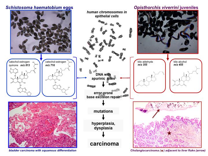 PaulJBrindley's tweet image. #Schistosome and #liverfluke derived #catechol-#estrogens and #helminth associated #cancers

journal.frontiersin.org/article/10.338…