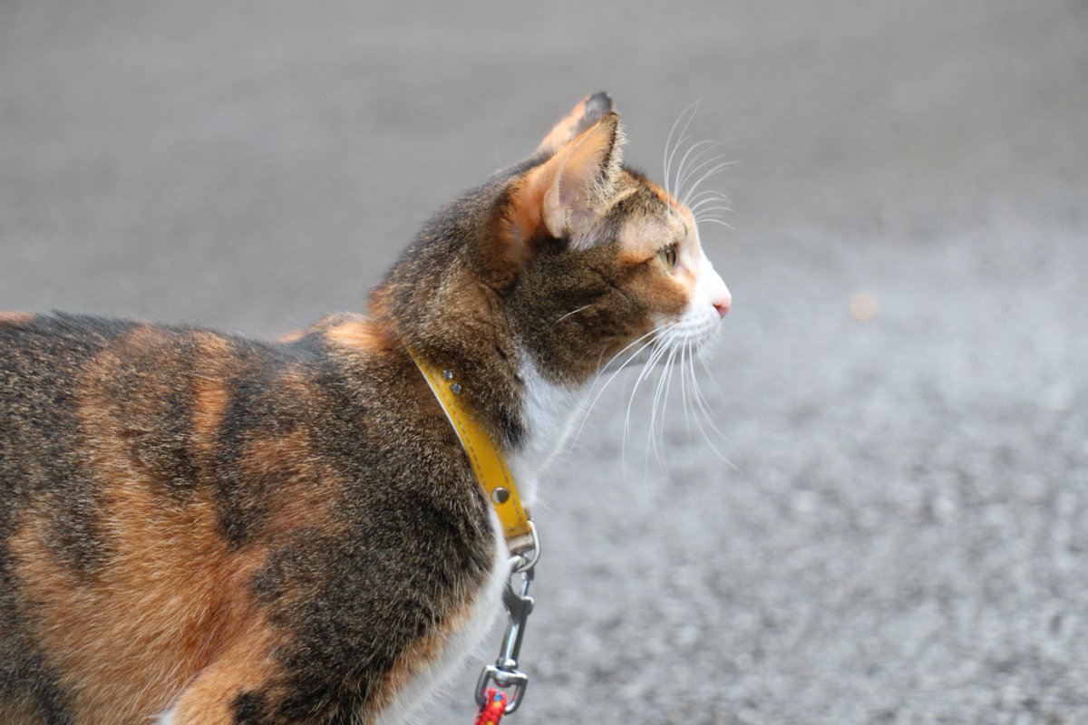 CatChikuwa's tweet photo. (=ﾟvﾟ)ﾉﾆｬｰﾆｬ～ﾝｯ Are you okay...? #cat http://t.co/i3F0skeb68