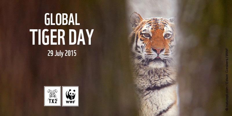 WWF's tweet image. 6 years left to double wild tigers. Find out how we are doing it → bit.ly/1Iq55oq #doubletigers