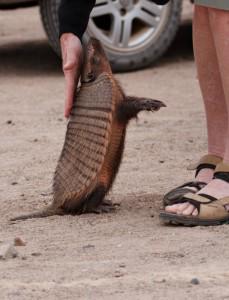 Experts Blame Leprosy Outbreak In Florida On Armadillos dlvr.it/BcbSpS