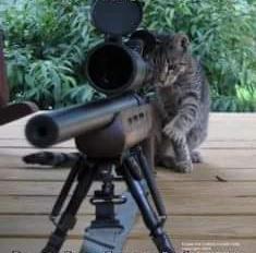 Even my Cat is pissed off #SomeoneTellCNN