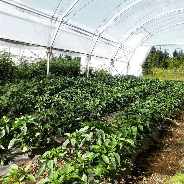 beetbox_coop's tweet image. Peppers and ground cherries are looking fine in their seasonal home. #seasonextension #hig… ift.tt/1HUeJjq