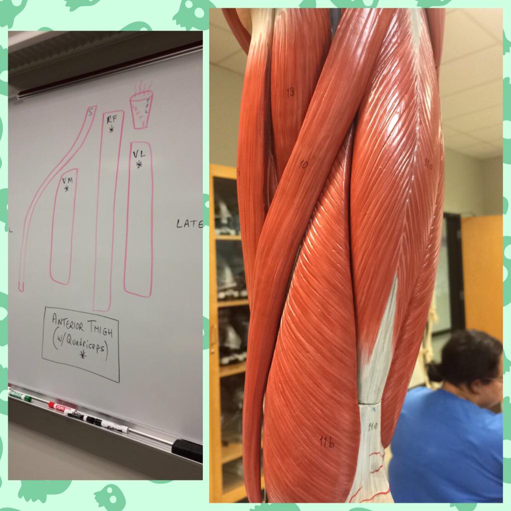jackiie_bee's tweet photo. Diagram on the board vs model #muscles #BIOL121HACC http://t.co/yn03PmsROo