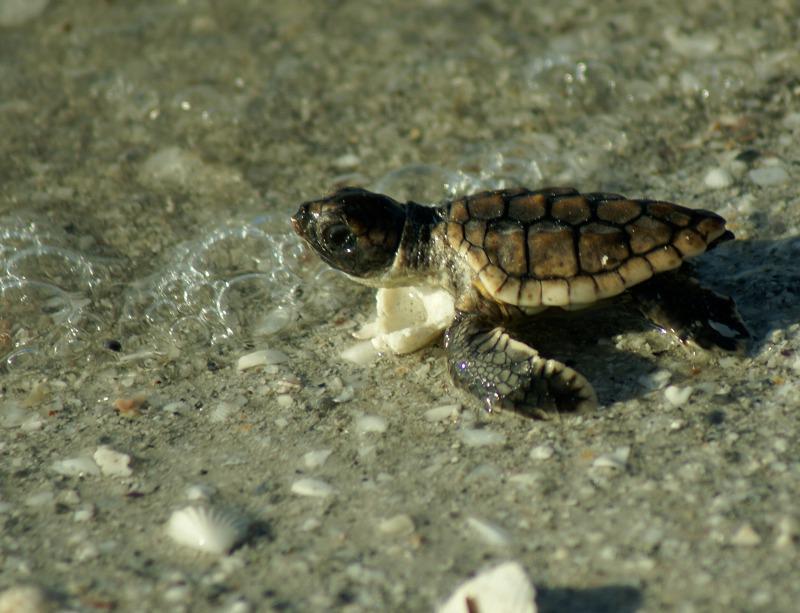 SantivaNews's tweet image. Turtles Set Nest Record #Sanibel and #Captiva as World Watches @seaturtle @conserveturtles goo.gl/Tx2tU5