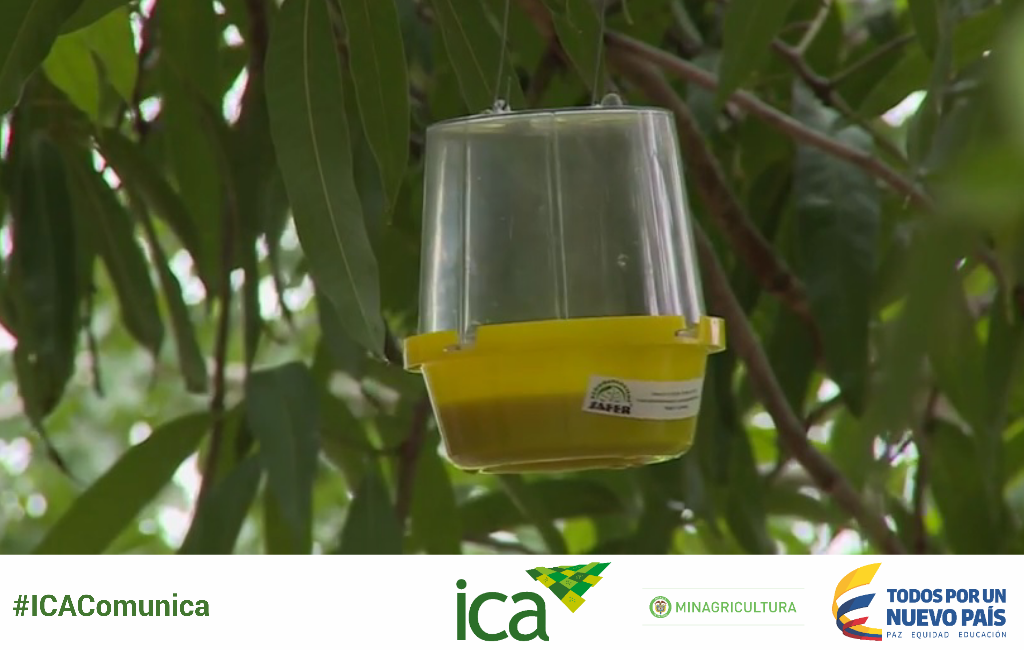 ICACOLOMBIA's tweet photo. Plan Nacional de Mosca de la Fruta en cultivos agrícolas del Vichada #PNMF http://t.co/BGZPpjhgQT http://t.co/Gw0bj7AU4c
