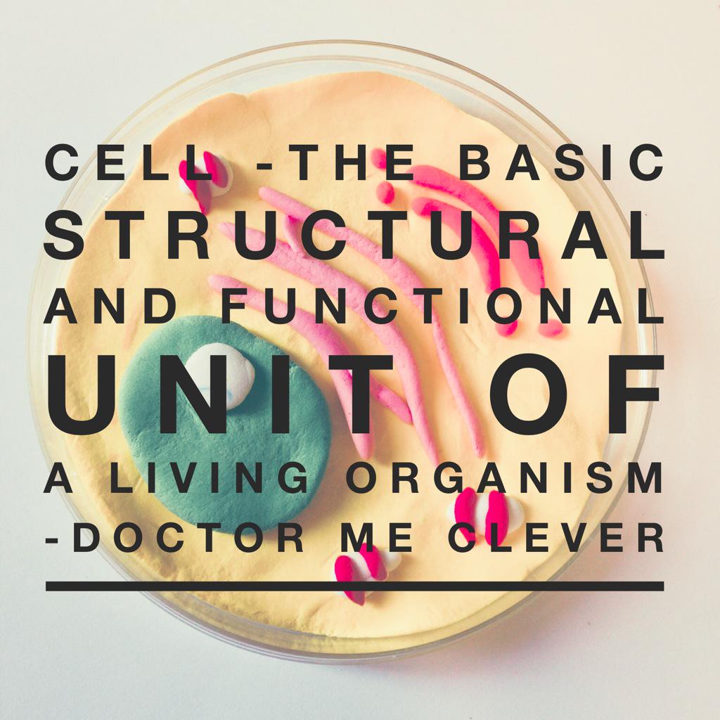 DoctorMeClever's tweet image. Model of a cell. Not to scale! @madefrombiology #revisionguide #biologyteacher #revision #DMCrevision