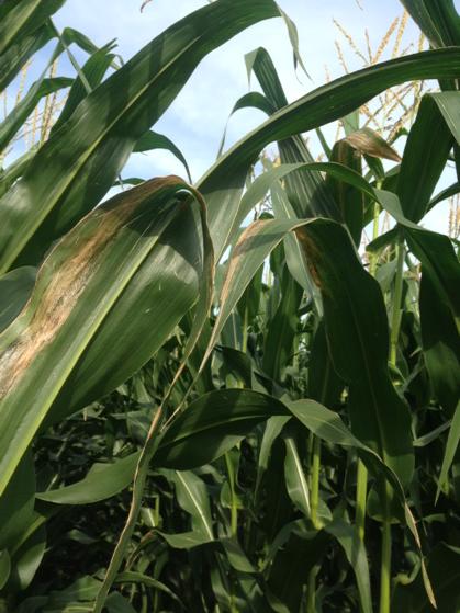 budmcknightseed's tweet photo. Goss's advancing in non-resistant variety trial in Homewood. http://t.co/EnyAJ9CU1F