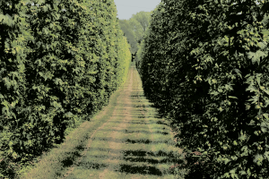 WisconsinHops's tweet image. Wisconsin Hop Exchange coop.wisconsinhopexchange.com/wisconsin-hop-…