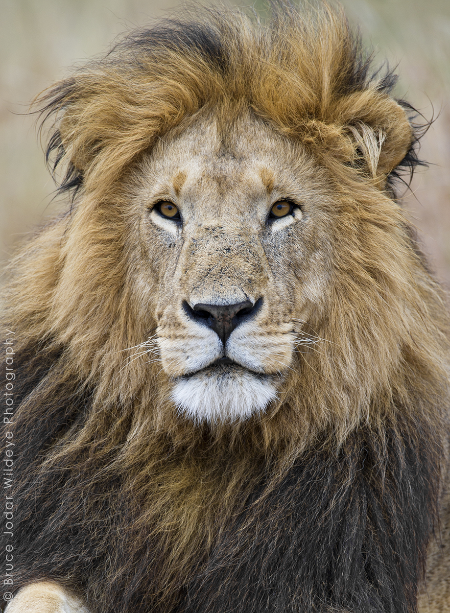 peta's tweet photo. So sad. Cecil, a famous 13 y/o lion, was KILLED by a hunter after stepping outside park border http://t.co/w7xSRAGMgI http://t.co/BM2htFGNTo