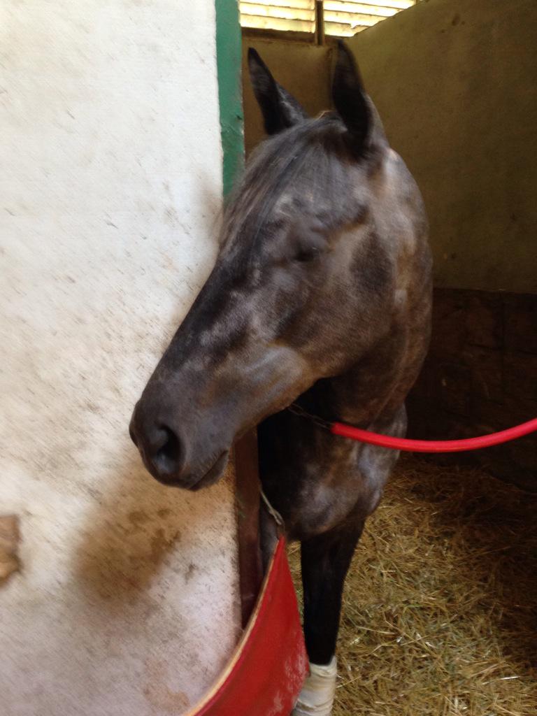 ShuveeIL's tweet photo. Visited my boyfriend today. He'll win @ArlingtonRacing R4 this Saturday. He told me so. #VoodooSpell http://t.co/SwaoS7Er0D