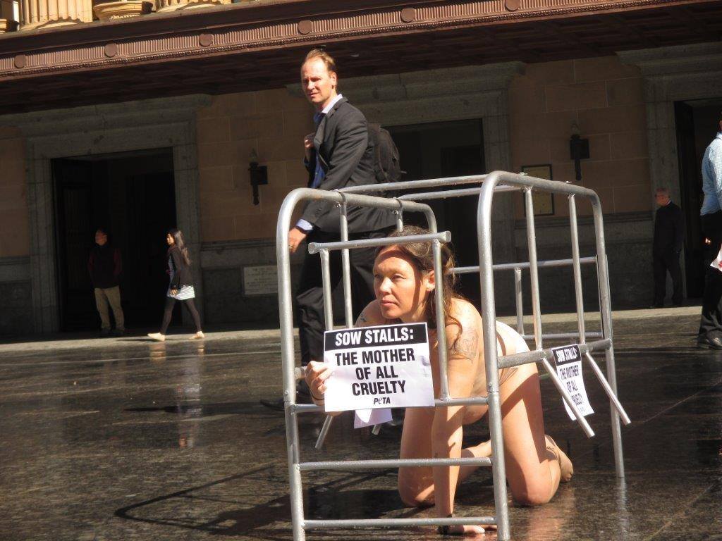 peta's tweet photo. SPOTTED in #Brisbane: Pregnant mom shows passersby how mother pigs on most farms spend their lives. #Reasons2GoVegan http://t.co/SbJZE5FvTW