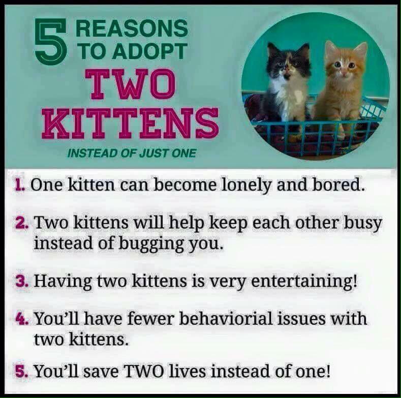 WaveAnimalRescu's tweet photo. #Truth. #TwoKittens are the best. http://t.co/VSzwwBjpz6