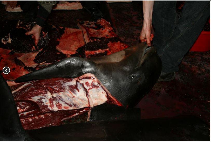 This is the aftermath of a grind. This is Free Food
This is 2015! 
#Denmark BE ASHAMED 
#faroeislands