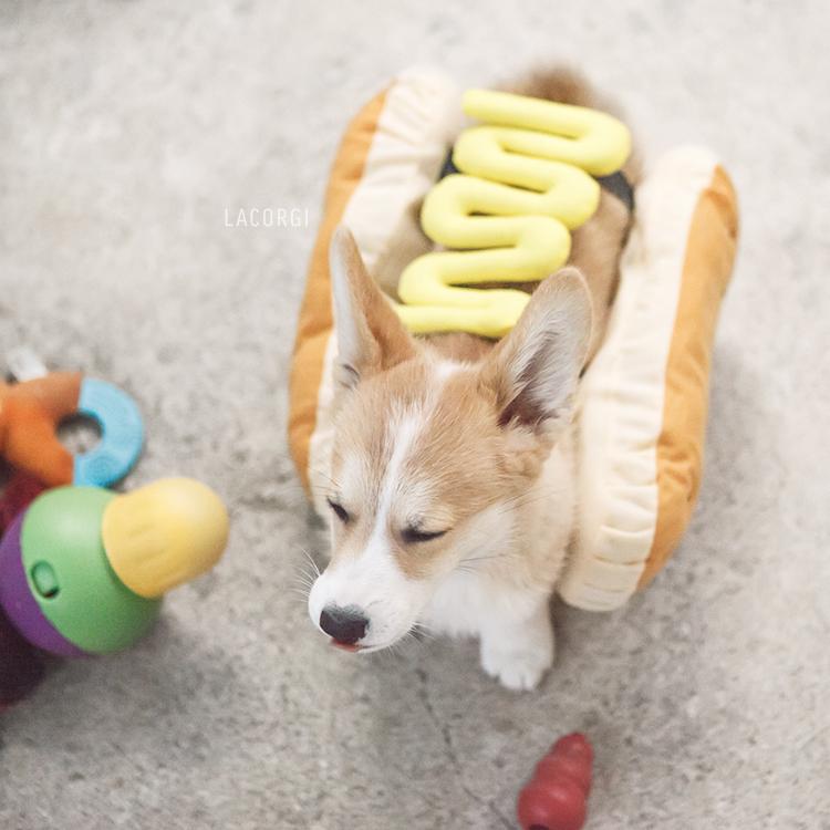LaCorgi's tweet photo. That time I transformed into a hot dog and immediately regretted it. #NationalHotDogDay #corgis http://t.co/L1mtqRUXln
