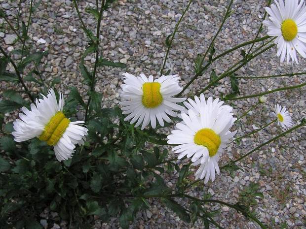 Independent's tweet photo. These daisies were found near the Fukushima nuclear reactor http://t.co/0Kh6k80Ovz http://t.co/h0qepP9VtL