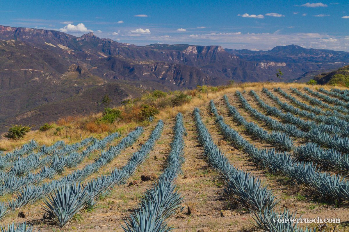 vonderrusch tweet media