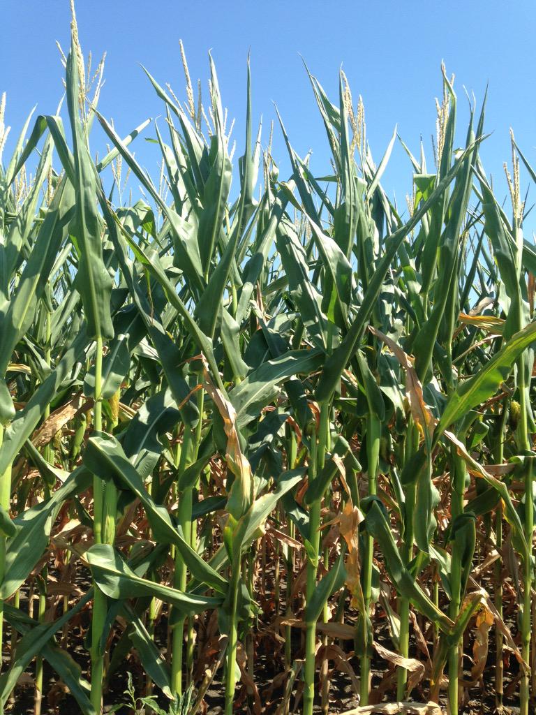 Adm124Mason's tweet photo. Beginning to see moisture stress on light ground in far NW Iowa. Let's send some rain up here! @ChannelSeed http://t.co/Mp36OHT1D6