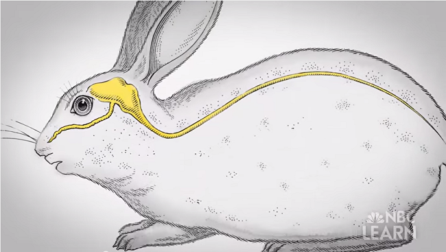Brain_Facts_org's tweet photo. Mysteries of the Brain: #Emotional Brain http://t.co/pcQcA20ET3 video via .@NSF and .@NBCLearn #ExplainTheBrain http://t.co/lXyro0Cgby