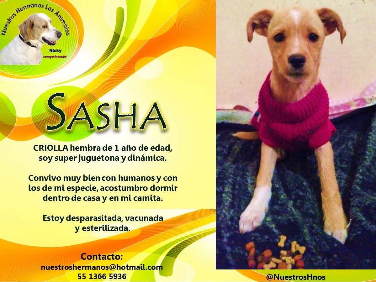 Rosy_Sanchez's tweet photo. #Adopta ellos necesitan un hogar amoroso @revistadeperros @Huellas_amorcan @DeliGuau @PdaScan @CaminoCanino @kroketas http://t.co/CagdCrNRTH