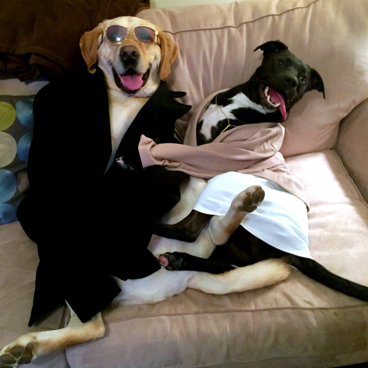 BBDOATL's tweet photo. Heard it was #NationalHotDogDay day - here are a few hot dogs #dogsofbbdo http://t.co/HGFYWg0Px3