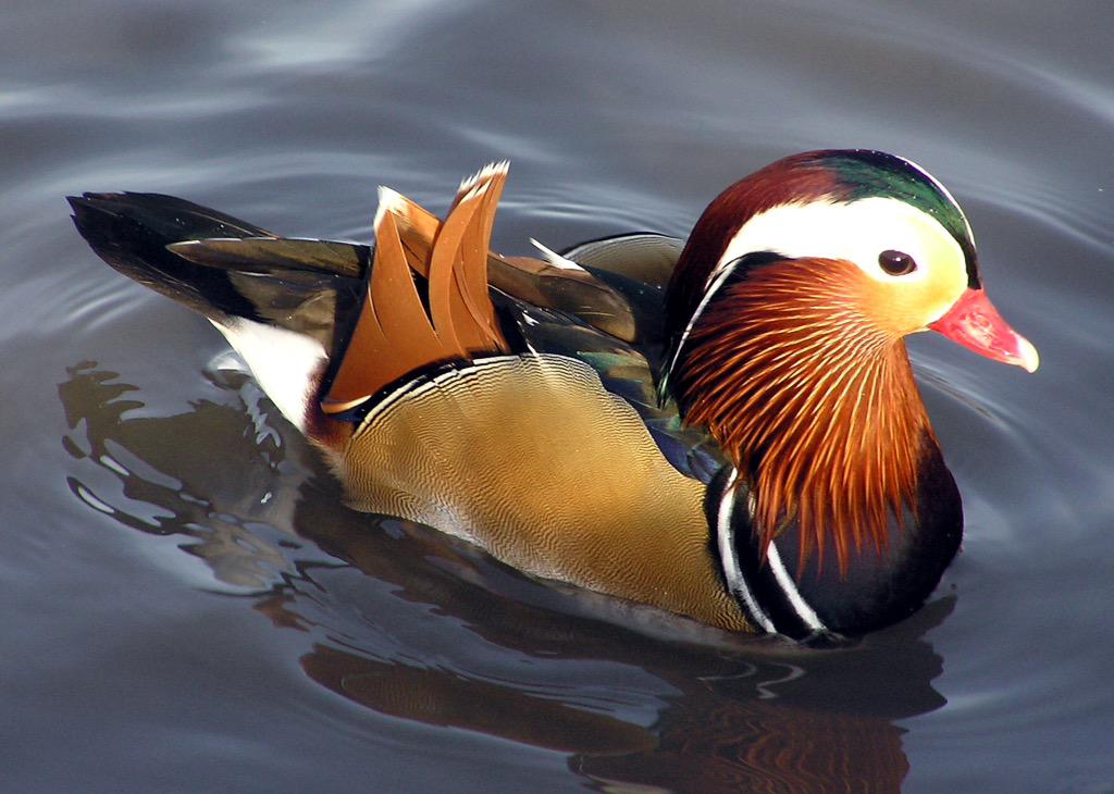 DrizzlePaws's tweet photo. Oh beloved ducks, why must you evade me? http://t.co/npBnOyjB04