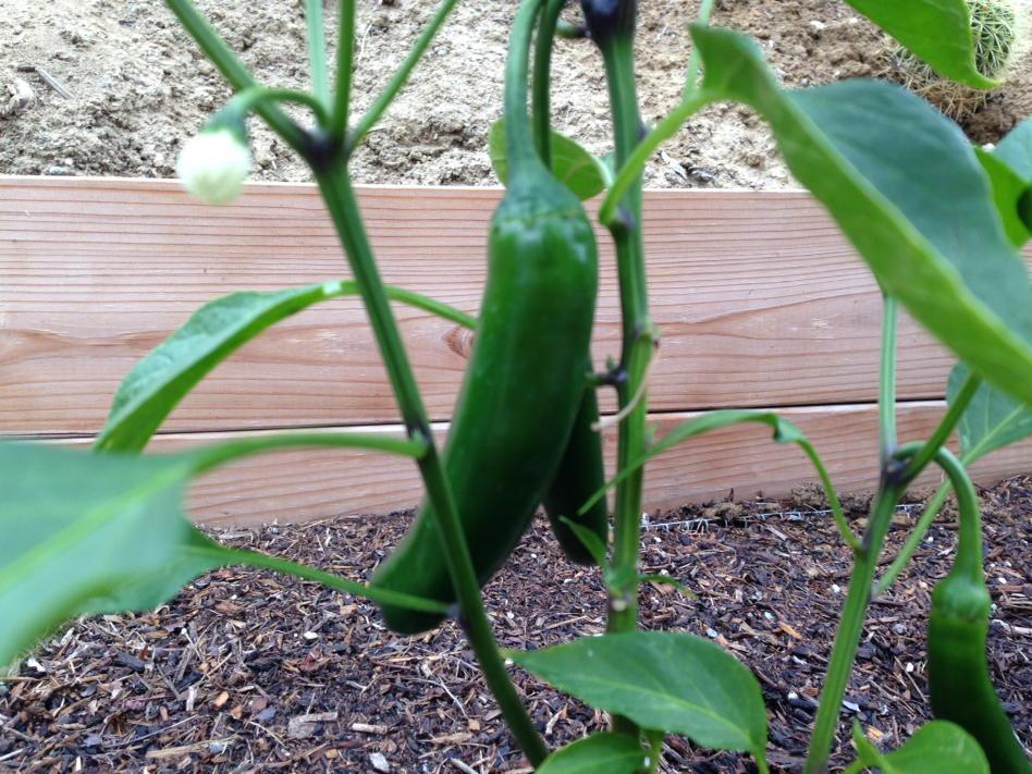 alexyang tweet media