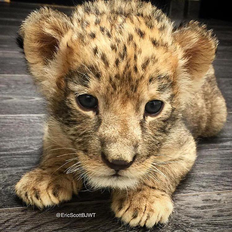 BJWTfoundation's tweet photo. Shambala just chillin' #SaveLions http://t.co/54EqceCWFq