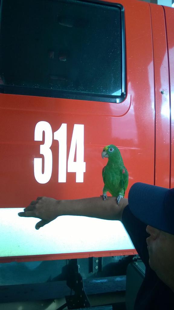 Estación Bomberos Las Tablas, Rescata Lolita la Lora, encontraba en un árbol de Mango,  bajo un torrencial aguacero