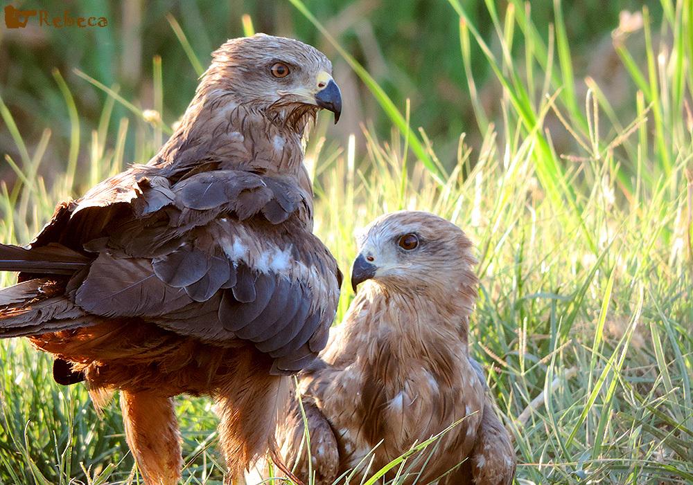 TRBirdwatching's tweet photo. Love is in the air. Drink to the last drop. http://t.co/dz3k0iRVOh